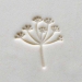 2.5cm  Butterfly Milkweed - MKM-Scm-244