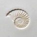 4 cm Nautilus - MKM-Scl-002