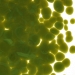 Avocado Green Opalescent, Frit, Fusible - 000222-0001-F-P001