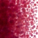 Cranberry Pink Transparent, Frit, Fusible - 001311-0001-F-OZ05