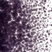 Deep Royal Purple Transparent, Frit, Fusible - 001128-0001-F-P001