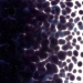 Deep Royal Purple Transparent, Frit, Fusible - 001128-0001-F-P001