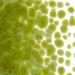 Fern Green Transparent, Frit, Fusible - 001207-0001-F-P001