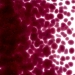 Fuchsia Transparent, Frit, Fusible - 001332-0001-F-P001