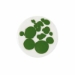 Green Thunder - CR 879-002