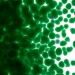 Kelly Green Transparent, Frit, Fusible - 001145-0001-F-P001
