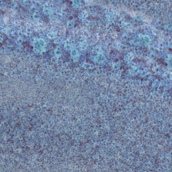 Lavender Mist 