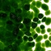 Light Aventurine Green Transparent, Frit, Fusible - 001412-0001-F-P001