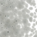 Light Silver Gray Transparent, Frit, Fusible - 001429-0001-F-P001