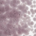 Light Violet Transparent, Frit, Fusible - 001428-0001-F-P001