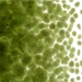 Pine Green Transparent, Frit, Fusible - 001241-0001-F-P001