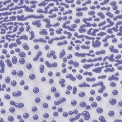 Purple Crawl 