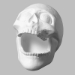 Low Fire - Skull Retainer Holder - MB-1294