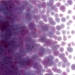 Violet Striker Transparent, Frit, Fusible - 001234-0001-F-P001