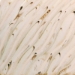 Amaco, River Birch - PCF-74 Pint