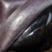 Cinnamon - V 385-002