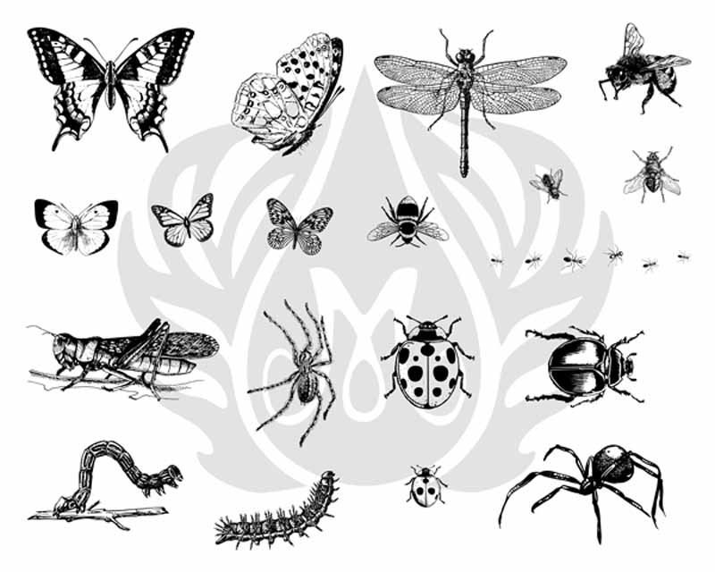 Bugs 