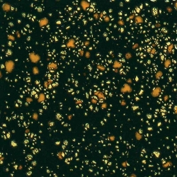 Black Iris 