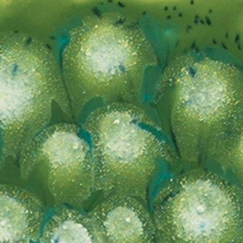 Spotted Kiwi 